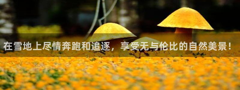 MK体育官方正版app娱乐下载：在雪地上尽情奔跑和追逐，享受