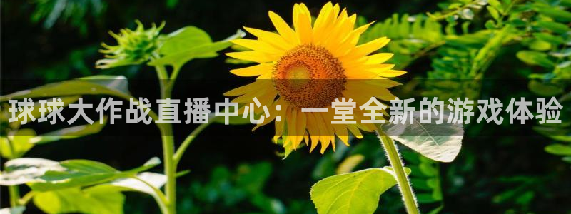 so米直播篮球