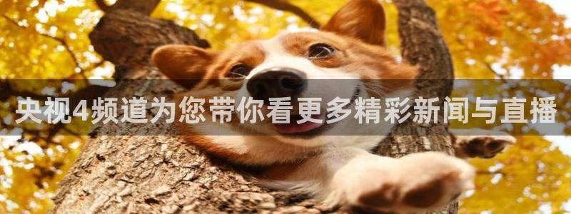 so米篮球直播
